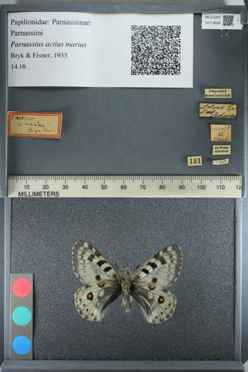 Media type: image;   Entomology 174626